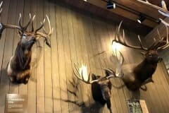 Susan_E-ElkRefuge-1