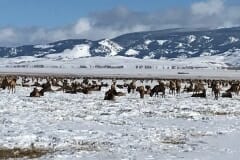 Susan_E-ElkRefuge-3