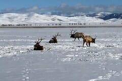 Susan_E-ElkRefuge-4