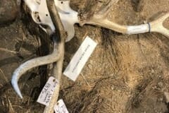 Susan_E-ElkRefuge-6