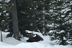 Susan_E-Moose-2