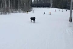 Susan_E-Moose-4