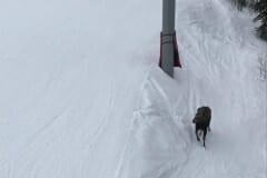 Susan_E-Moose-6