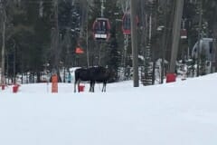 Susan_E-Moose-7